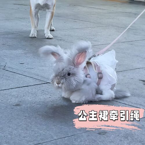 兔子牵引绳胸背式背心牵引绳遛狗猫牵引绳防挣脱外出专用宠物用品