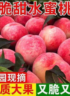 桃子新鲜5斤山东水蜜桃现摘现发时令应季孕妇当季水果脆甜毛桃