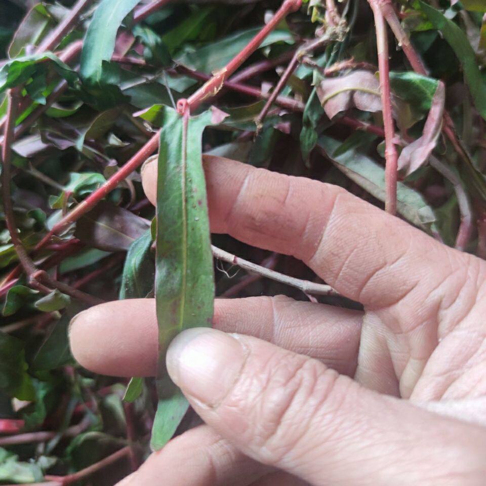 野生新鲜山草药红剑草 红仁草  红刀草肝草正品500克