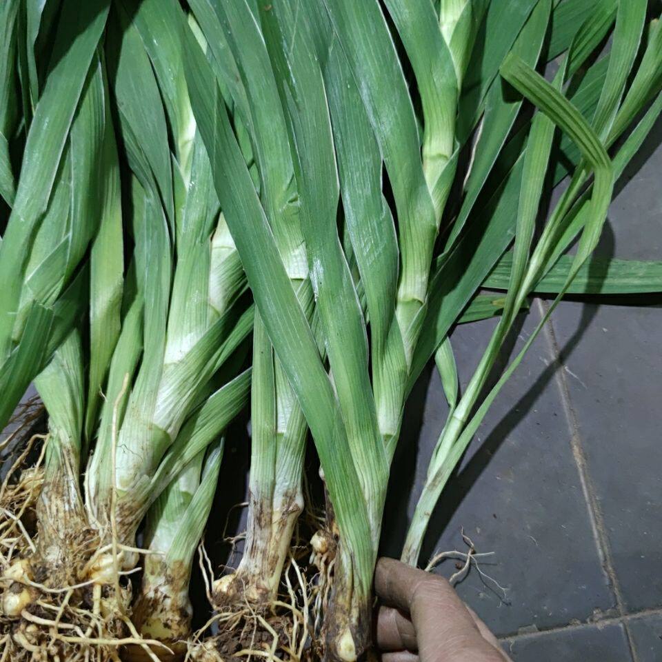 射干 乌扇 乌蒲 黄远 草姜 凤翼 现采整颗 500克