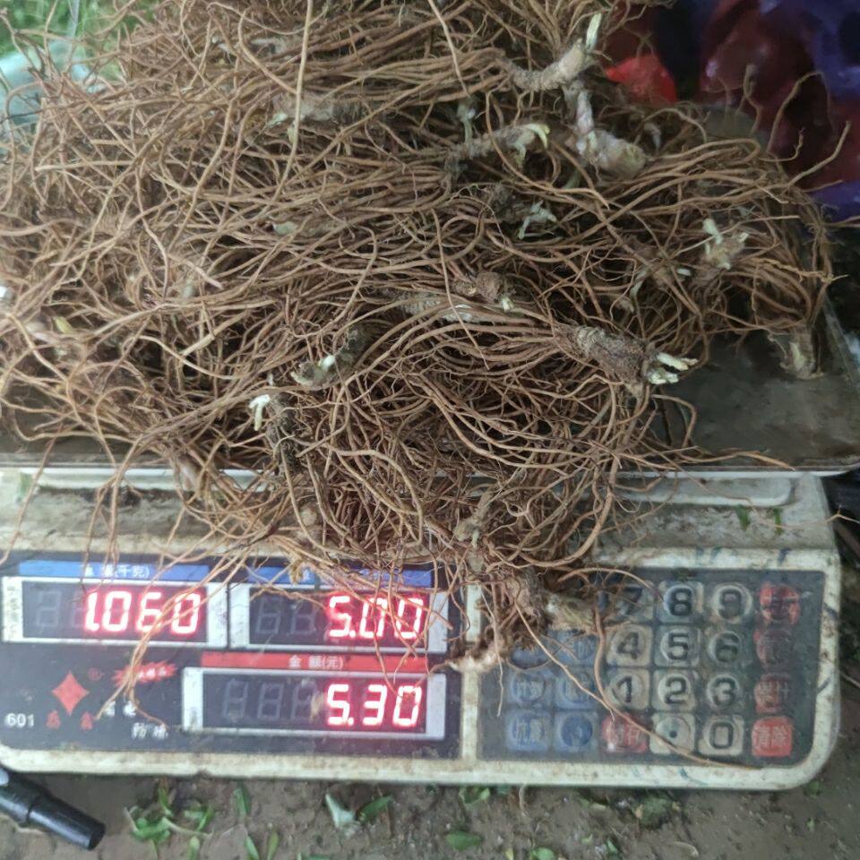 新鲜现采 羊耳草 地胆头 天芥菜 土柴胡  500克