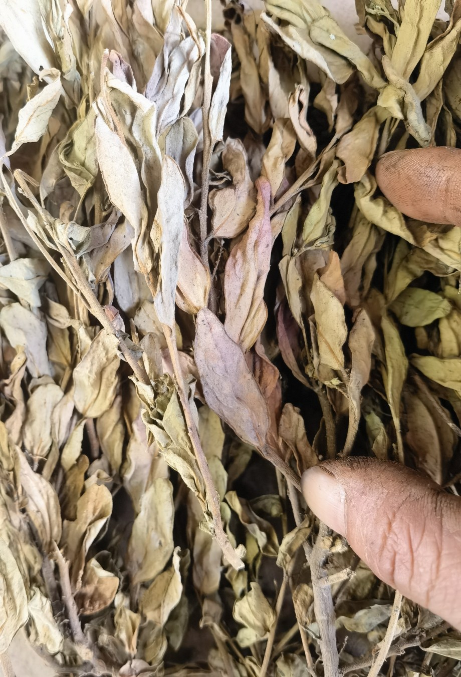 自晒干货 紫背金牛 蛇总管 金不换 叶叶一枝花 500克