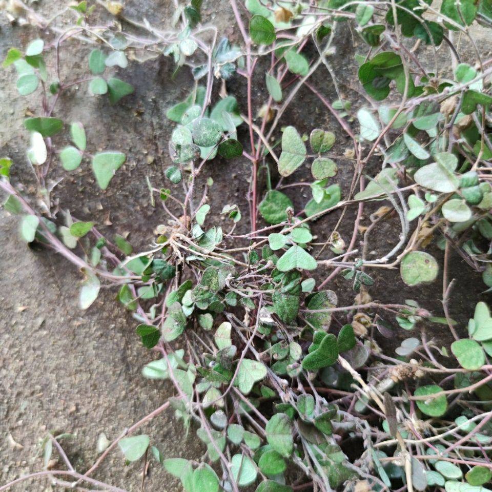新鲜现采铺地蝙蝠 半边钱 猪腰草 腰子草 化石草干货500克