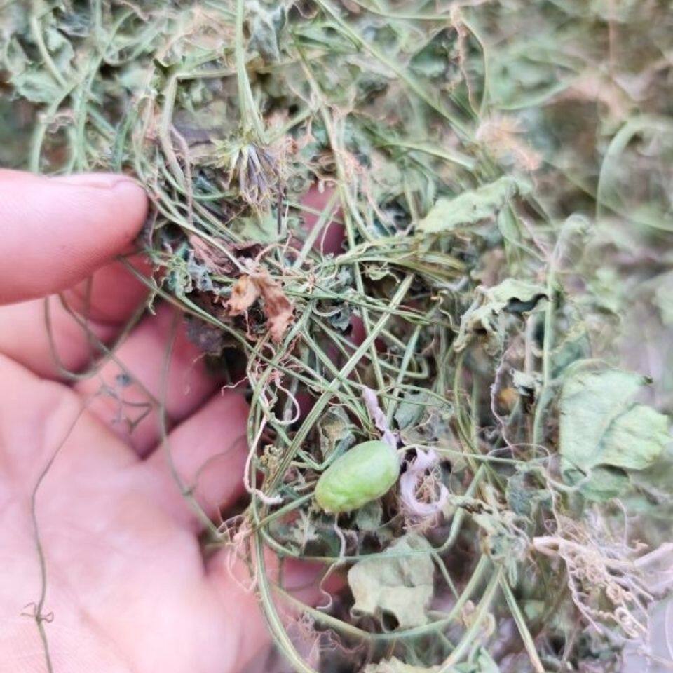 老鼠拉冬瓜 马交儿 土花粉 野生自晒干货 500克