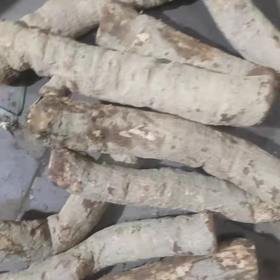 根部新鲜野生老年猫尾薯猫尾树根猫尾木根猫尾树薯化瘤薯500克