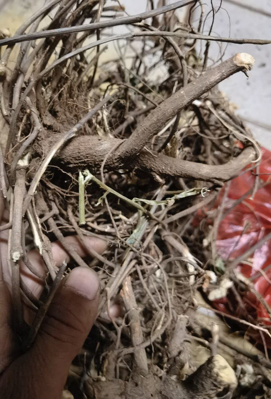 自晒干货 葫芦茶根 田刀柄根 咸鱼草  根 金剑草根 500克