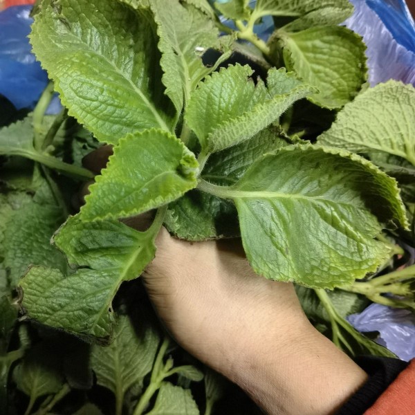 新鲜现采枝叶 到手香 左手香 一抹香 碰碰香 柠檬薄荷 500克