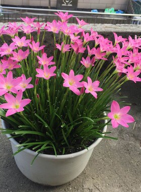 风雨兰种球四季易种花草葱兰韭兰花子阳台盆栽室内外植物花卉种子