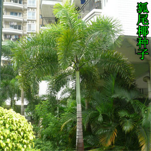 狐尾椰子种子千丝菩提原籽狐狸椰子巴西果实冻椰子布迪椰子热带树