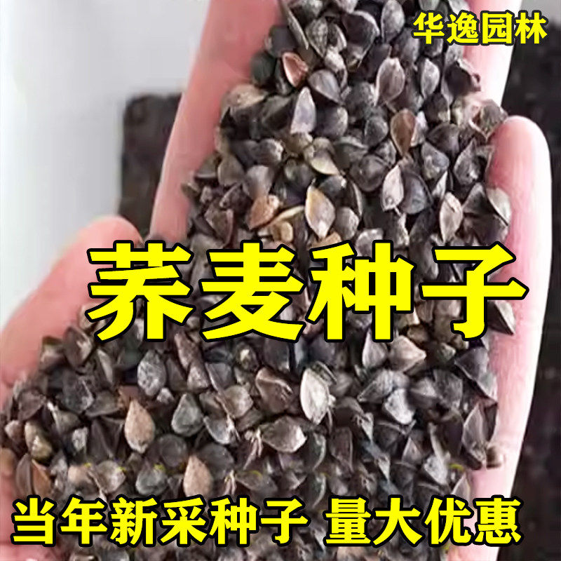 甜荞麦种子别称甜荞乌麦三角麦花荞荞子苦荞麦种子黑荞麦种子阳台