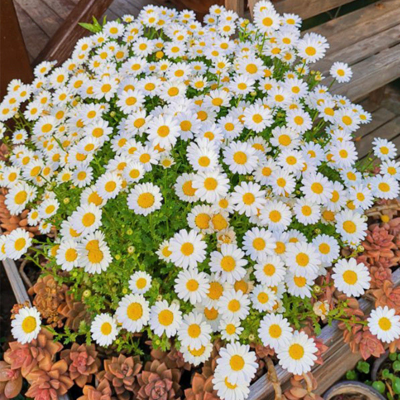 白晶菊花种子四季花种易活花种籽子庭院室外花籽阳台盆栽耐寒耐阴