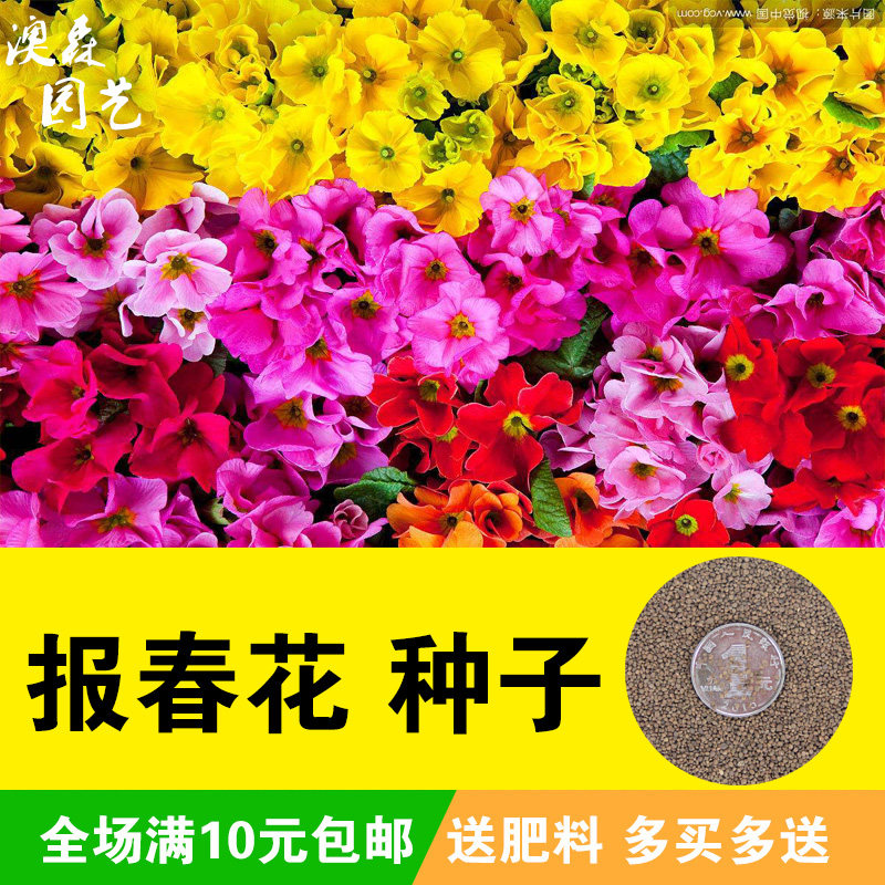 报春花种子四季花卉盆栽花种籽樱草种子耐寒阳台庭院观花混色散装