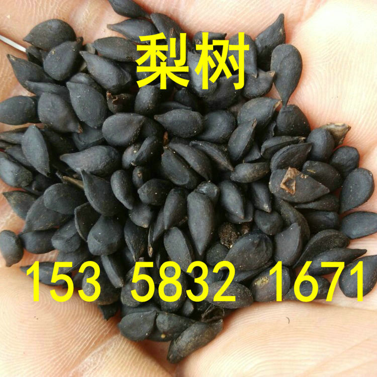 果树杜梨种子海棠野生南方梨树