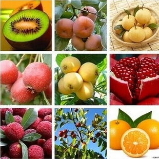 山楂石榴杨梅青梅 柿子荔枝种子枇杷葡萄火龙果猕猴桃桔子树种