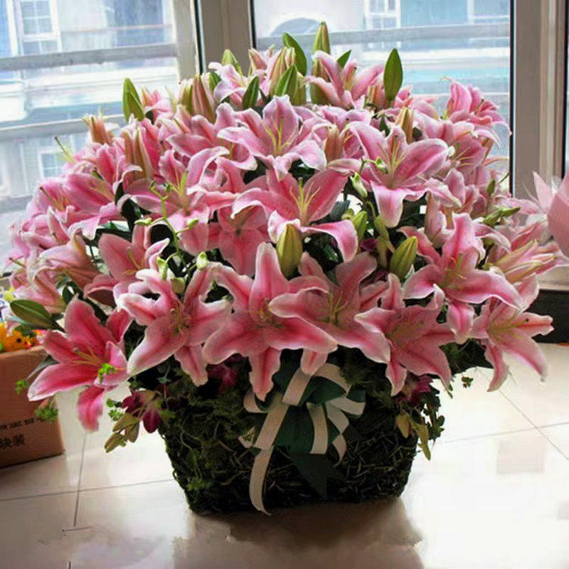 进口重瓣香水百合种球种子亚洲图片
