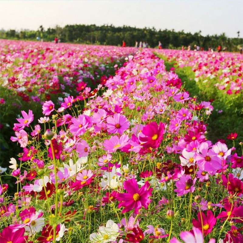 野花组合格桑花花种籽子四季花草