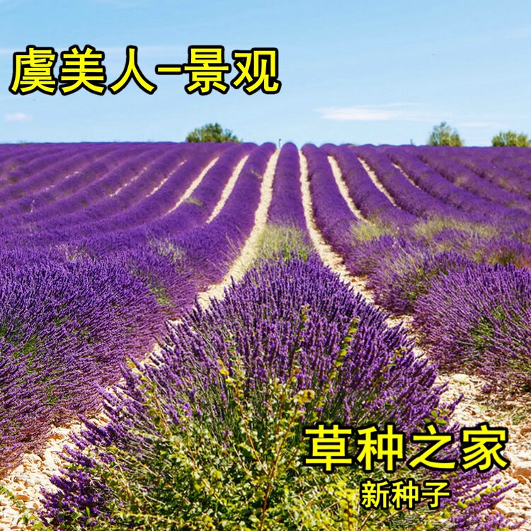 新疆法国蓝狭叶薰衣草花苗花种 普罗旺斯薰衣草种子 香草四季花海
