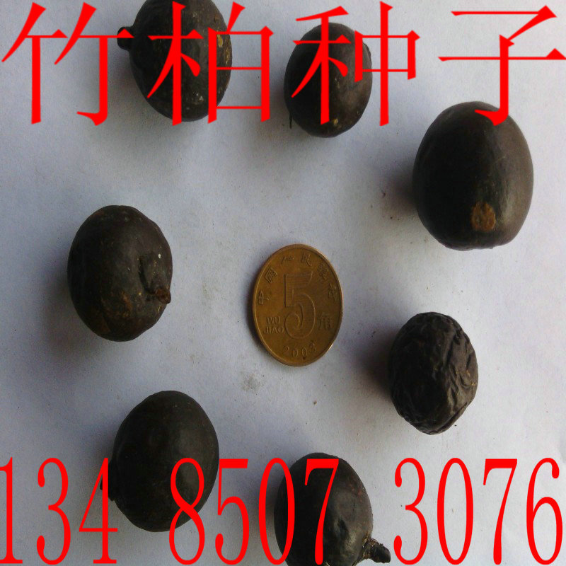 园林绿化风景树竹柏树种子图片