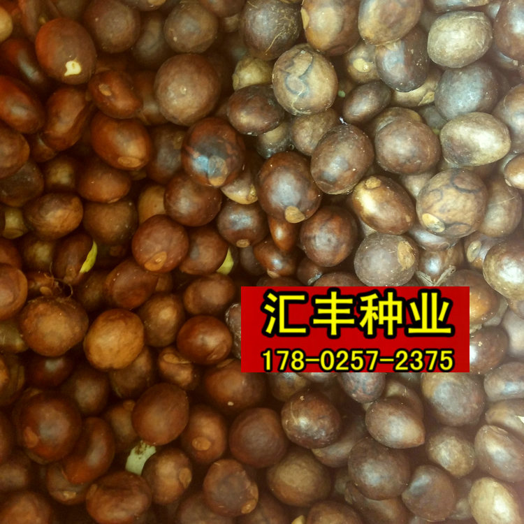 今年新鲜枇杷种子 占地果树 枇杷树种 琵琶种子 枇杷果 枇杷树籽