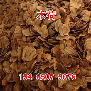 新采木荷种子 白花木荷 红花木荷 木荷树种 木荷苗木种子