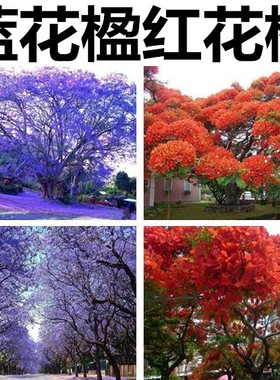 蓝花楹种子凤凰木树种红花楹种子蓝雾树紫花云洋楹 火树金凤树籽