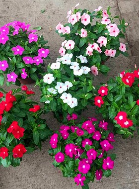 长春花种子日日春四季播种花草易活庭院盆栽花卉室内外五瓣梅种籽