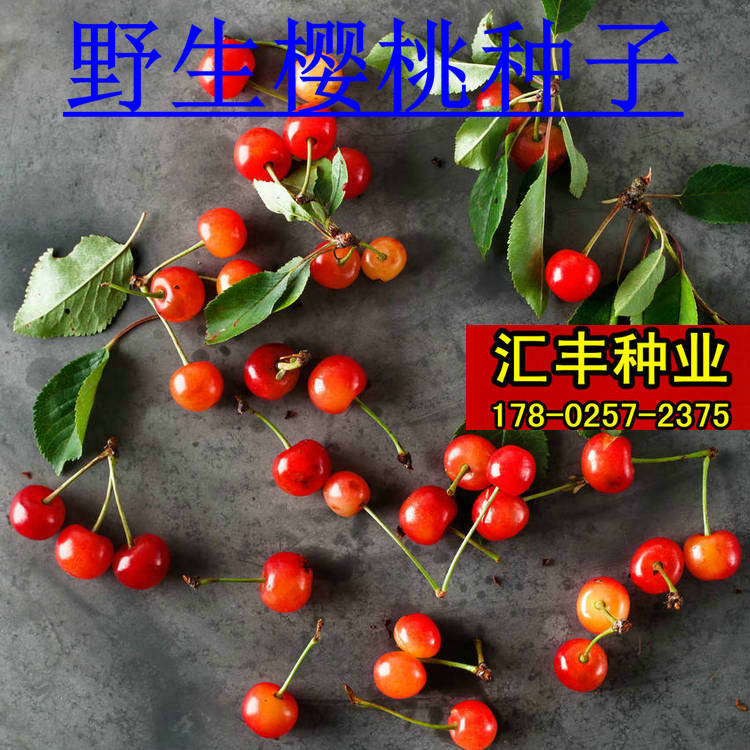 耐寒樱桃种子毛樱桃树种嫁接山樱种子野生樱桃山樱桃大青叶籽