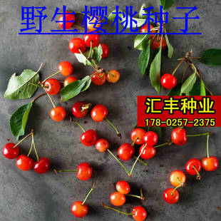 耐寒樱桃种子毛樱桃树种嫁接山樱种子野生樱桃山樱桃大青叶籽