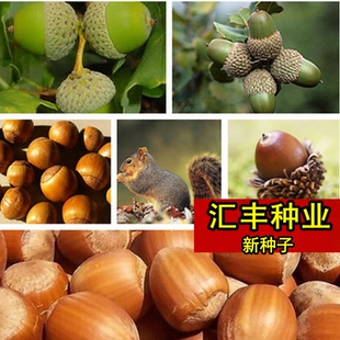 橡树种籽子橡树苗青冈栎橡子种苗栗茧娜塔莉红橡树种籽子小橡子种