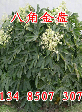 八角金盘盆栽中药材种子