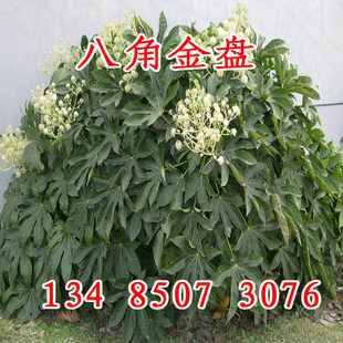 八角金盘种子 八角金盘小苗种子 八角金盘盆栽种子