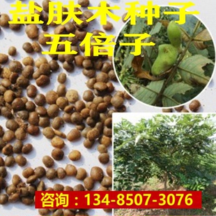 盐肤木种子 盐肤木树种 盐肤木苗木别名五倍子树种