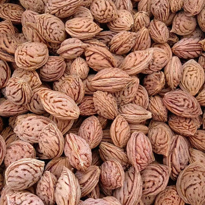 当年新采毛桃种子山核野树