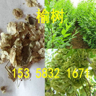 白榆树种子 嫁接金叶榆种子 垂枝榆 榔榆种子 大小叶榆树篱笆墙