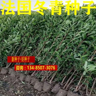 新采法国冬青种子 日本珊瑚树种子 冬珊瑚 法青种子 红果冬青包邮