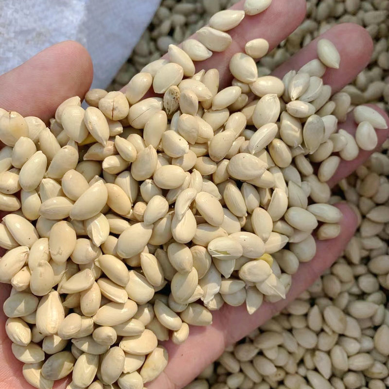 小叶香橙红桔柠檬柑桔积壳枸橘籽