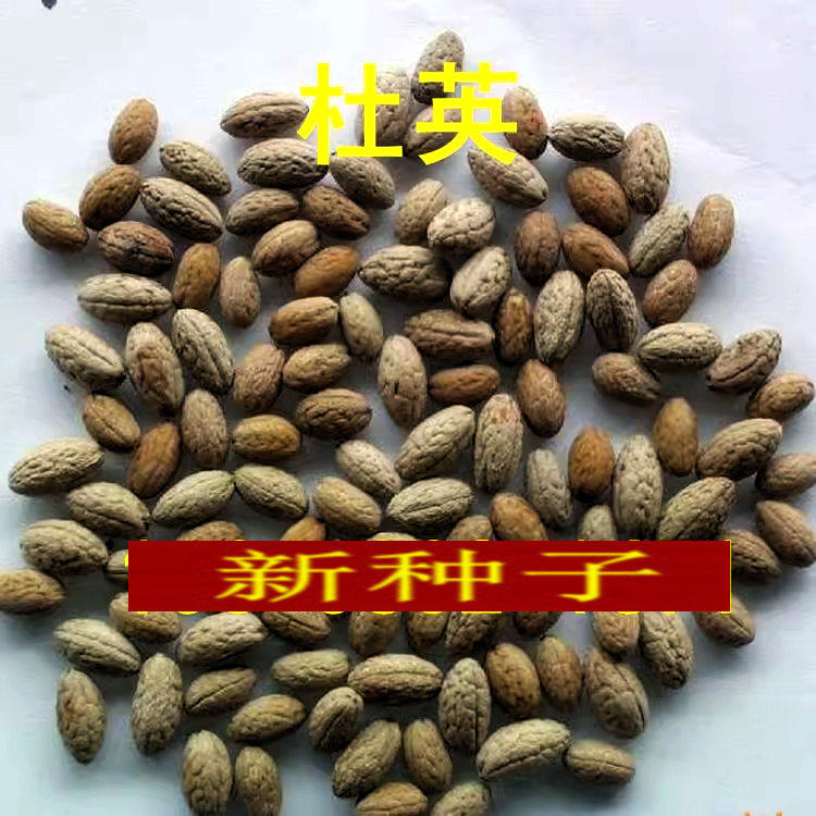 杜英树种子 大叶小叶杜英 圆果杜英树种 绿化苗木