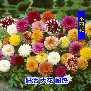 春季室外开花小丽花种子观赏花卉大丽花种子种球四季热带花籽