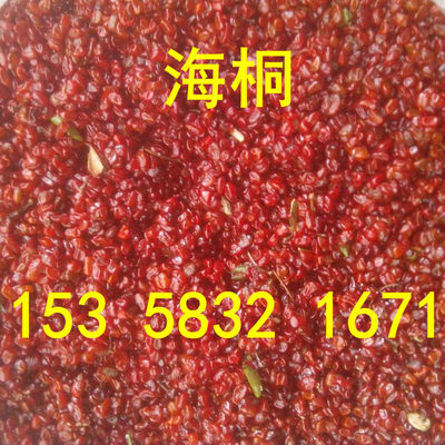 新采海桐种子树种七里香山矾