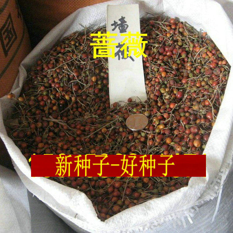 多花蔷薇种子白花无刺蔷薇嫁接藤本树桩月季红刺玫黄刺玫种子