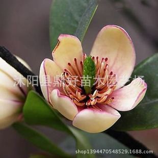 含笑种子 含笑花种子 乐昌 深山含笑种子 含笑树苗