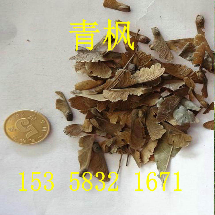 新采青枫种子小叶鸡爪槭青枫树桩树种盆景树可嫁接红枫南北方耐寒