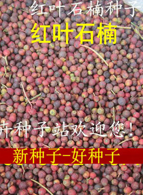 绿化带植物红叶石楠种子火焰红石楠球石楠树四季常青篱笆围栏树种