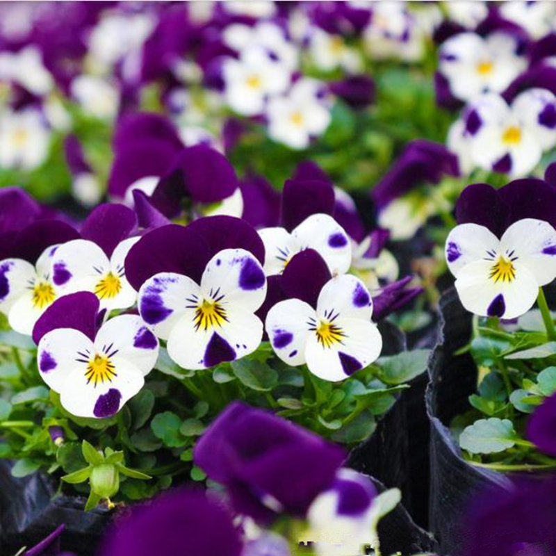 多年生低矮耐寒花种子三色堇播