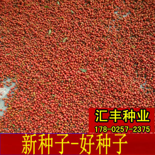 新采火棘种子 铁篱笆 红刺木种子 火棘种子 火把果种子可作围墙