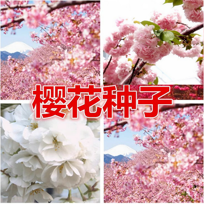 绿化风景树籽日本樱花种子图片