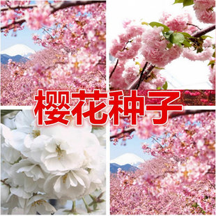 风景树种绿化苗木日本樱花种子庭院盆栽樱花树种籽早樱晚樱花种子