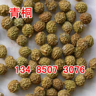 新采收青桐种子青桐树种青皮梧桐树种法桐油桐海桐籽蓝花泡桐树籽