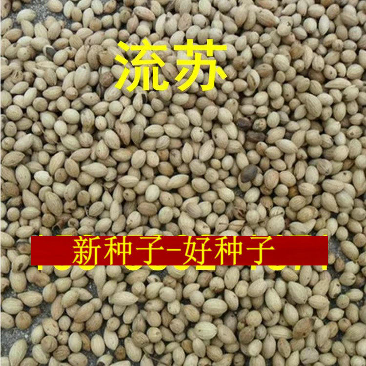 嫁接桂花的流苏种子 油根子 流苏树种 油子种 油根树