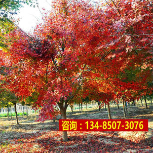 槭树科鸡爪槭种子糖槭复叶槭籽青榨槭糖枫树血皮槭茶条槭红叶耐寒